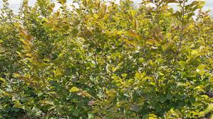 Attēlu rezultāti vaicājumam “Hamamelis vernalis leaf”