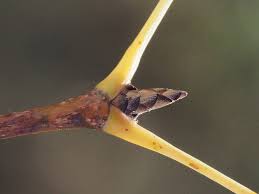 Attēlu rezultāti vaicājumam “Armeria vulgaris bud”