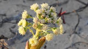 Attēlu rezultāti vaicājumam “Petasites spurius”