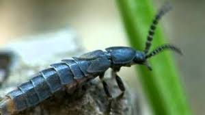 Attēlu rezultāti vaicājumam “Phosphaenus hemipterus”