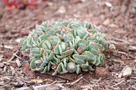 Attēlu rezultāti vaicājumam “Aloina rigida sporophyte”