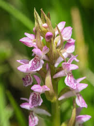 Attēlu rezultāti vaicājumam “Dactylorhiza incarnata leaf”