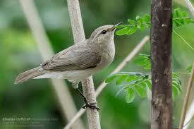 Attēlu rezultāti vaicājumam “Phylloscopus collybita”