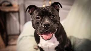 Image result for Staffordshire Stallions