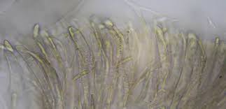 Attēlu rezultāti vaicājumam “Ombrophila violacea”