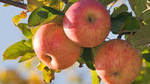 Image result for Rosengewächse