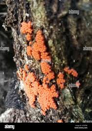 Attēlu rezultāti vaicājumam “Hemitrichia decipiens”