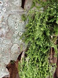 Attēlu rezultāti vaicājumam “Lejeunea cavifolia”