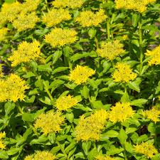 Attēlu rezultāti vaicājumam “Sedum aizoon”