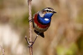 Attēlu rezultāti vaicājumam “Luscinia svecica”