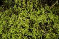 Attēlu rezultāti vaicājumam “Cratoneuron filicinum”