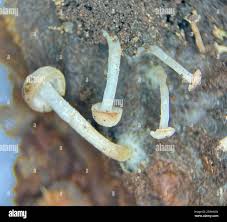 Attēlu rezultāti vaicājumam “Cudoniella acicularis”