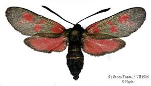 Attēlu rezultāti vaicājumam “Zygaena viciae”