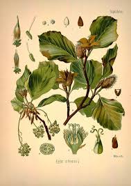 Attēlu rezultāti vaicājumam “Fagus sylvatica male flower”
