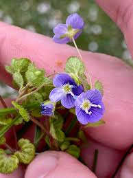 Attēlu rezultāti vaicājumam “Veronica filiformis bud”