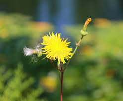 Attēlu rezultāti vaicājumam “Hieracium umbellatum bud”