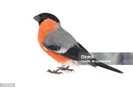 Attēlu rezultāti vaicājumam “Pyrrhula pyrrhula male”