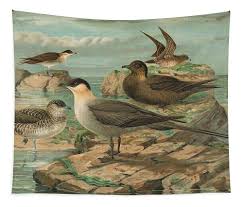 Attēlu rezultāti vaicājumam “Stercorarius parasiticus”