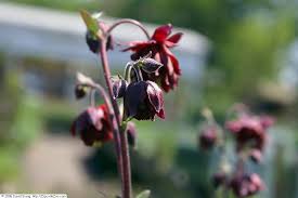 Attēlu rezultāti vaicājumam “Aquilegia vulgaris bud”