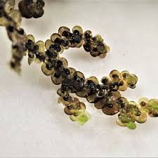 Attēlu rezultāti vaicājumam “Anastrophyllum minutum”