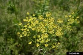 Attēlu rezultāti vaicājumam “Pastinaca sativa subsp. sylvestris leaf”