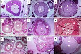 Image result for Myzopsetta ferruginea