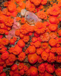 Image result for Black Country Barracudas Sub Aqua Club