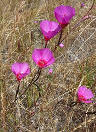 Attēlu rezultāti vaicājumam “Collaria rubens”