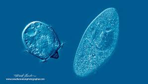 Attēlu rezultāti vaicājumam “Didymium spongiosum”