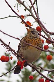 Attēlu rezultāti vaicājumam “Turdus pilaris”