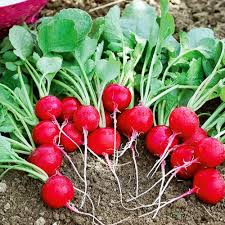 Image result for Rettich