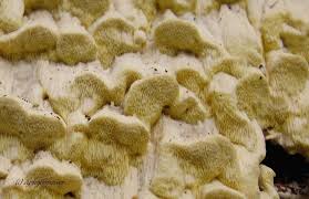 Attēlu rezultāti vaicājumam “Antrodia xantha”