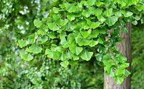 Attēlu rezultāti vaicājumam “Ginkgo biloba”