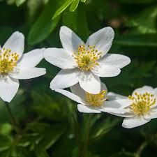 Attēlu rezultāti vaicājumam “Anemone nemorosa flower”