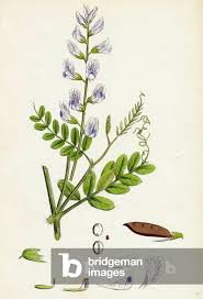 Attēlu rezultāti vaicājumam “Vicia sylvatica leaf”