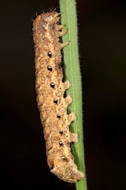 Attēlu rezultāti vaicājumam “Noctua fimbriata larva”