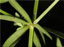 Attēlu rezultāti vaicājumam “Galium elongatum leaf”