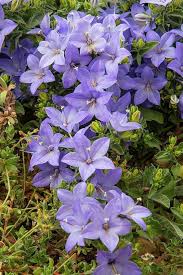 Image result for Campanula isophylla
