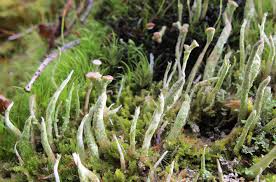 Attēlu rezultāti vaicājumam “Cladonia norvegica”