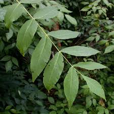 Attēlu rezultāti vaicājumam “Juglans cinerea leaf”