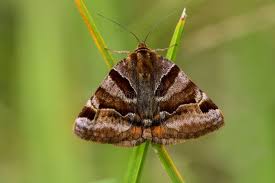 Attēlu rezultāti vaicājumam “Euclidia glyphica”