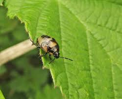 Attēlu rezultāti vaicājumam “Tritomegas bicolor nymph”
