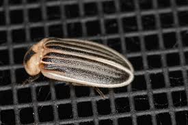 Attēlu rezultāti vaicājumam “Physarum viride var. aurantium spores”