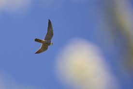 Attēlu rezultāti vaicājumam “Falco subbuteo adult”