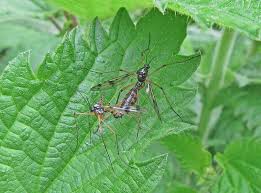Attēlu rezultāti vaicājumam “Ptychoptera sp.”