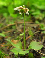Attēlu rezultāti vaicājumam “Moneses uniflora fruit”