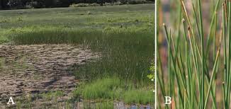 Attēlu rezultāti vaicājumam “Eleocharis uniglumis”