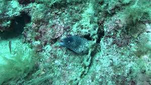 Image result for Muraena helena