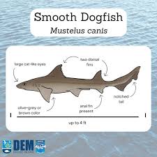 Image result for Mustelus canis