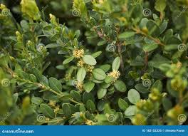 Attēlu rezultāti vaicājumam “Buxus sempervirens flower”